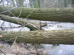 Hochwasser nach Sturmtief Kyrill 2007
