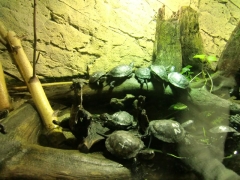 1594