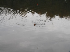 Raubfischangeln Jugend 2011