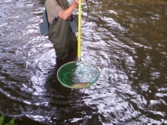 Bilder vom Fischsterben 2005