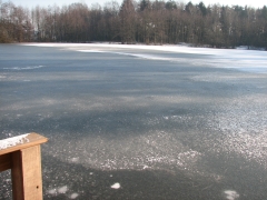 Der Waldsee