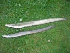 146