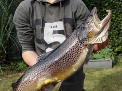 Hannes BF 2